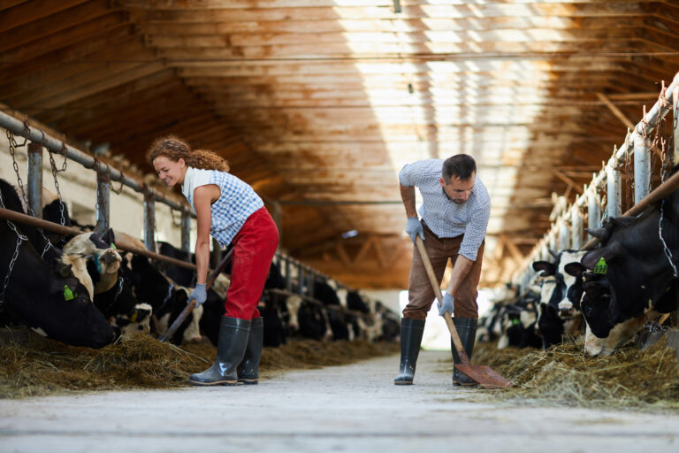 Young farmers with spades giving hay to cows in stables while working in kettlefarm